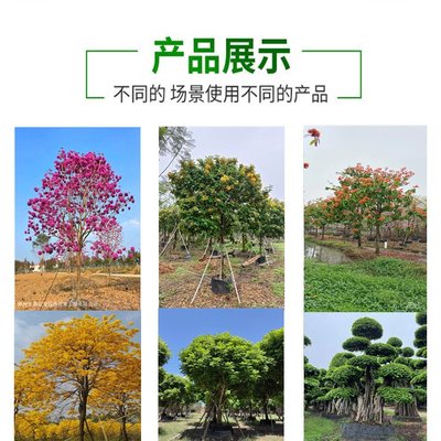 彩葉觀賞植物精品 日本羽毛楓在景區(qū)園林綠化工程中的應(yīng)用