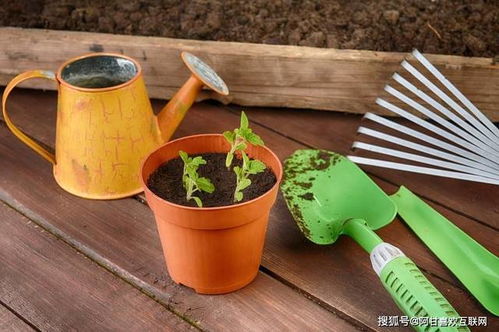 阿甘與互聯(lián)網(wǎng) 園林綠化工程的個(gè)人展示平臺(tái)