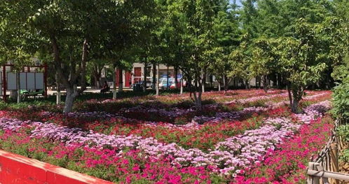 開窗見綠，出門見園——園林綠化工程點(diǎn)亮城市之美