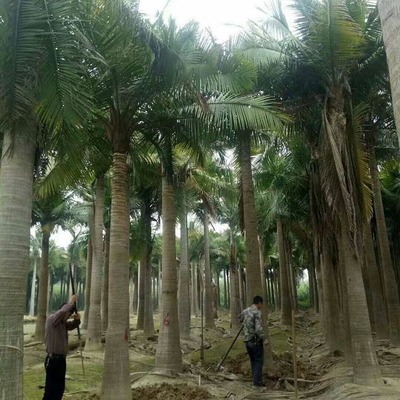 馬達加斯加椰子批發與園林綠化服務全指南 價格、聯系方式及圖片信息