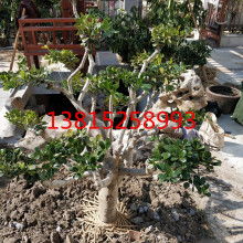 吳中區(qū)光福庭園景苗圃 一站式園林綠化工程產(chǎn)品供應(yīng)專家