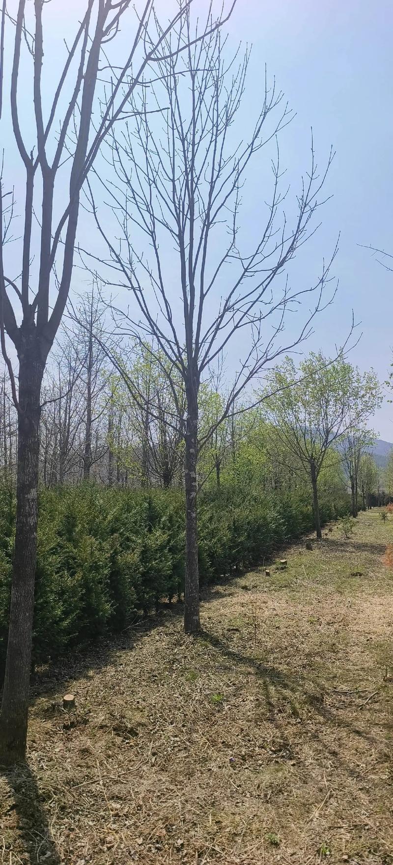 水曲柳 園林綠化工程中的珍貴苗木與生態衛士