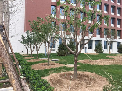 山東園林造景綠化工程 平整土地與栽種土壤的施工要點