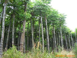 園林綠化工程中的專業工具與輔助材料探析