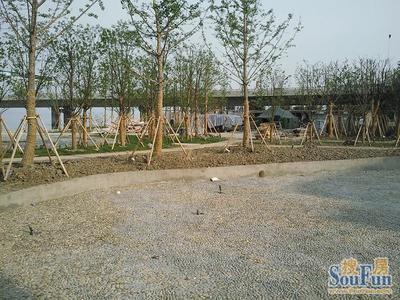 江蘇園林草花植物在園林綠化工程中的應用與實踐