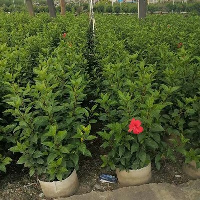 紅花扶桑盆栽 園林綠化的絢麗選擇與批發指南