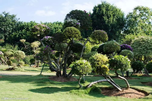 苗圃管理的五大鐵律 園林綠化工程的關鍵實踐